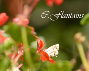 Mariposa sobre flor roja