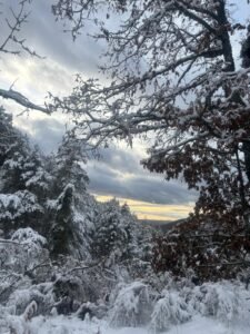Paisaje de árboles nevados
