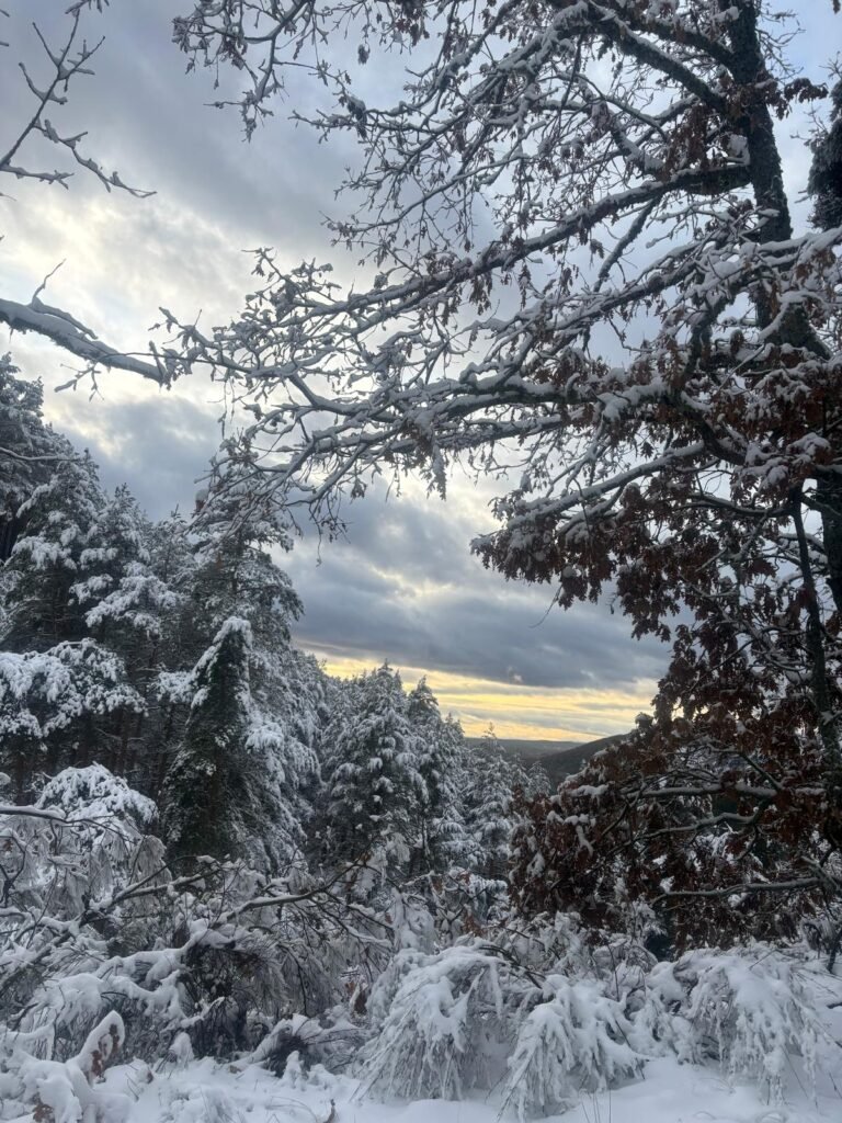 Paisaje de árboles nevados