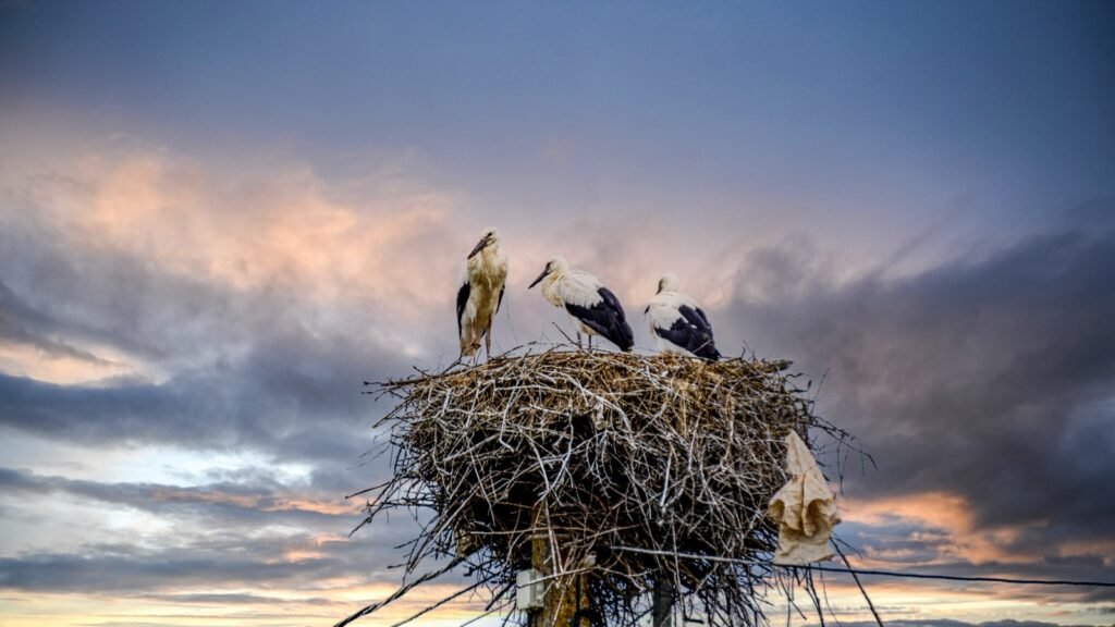 Nido de cigüeñas hecho con materiales plásticos mezclados con ramas