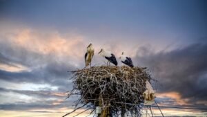 Nido de cigüeñas hecho con materiales plásticos mezclados con ramas