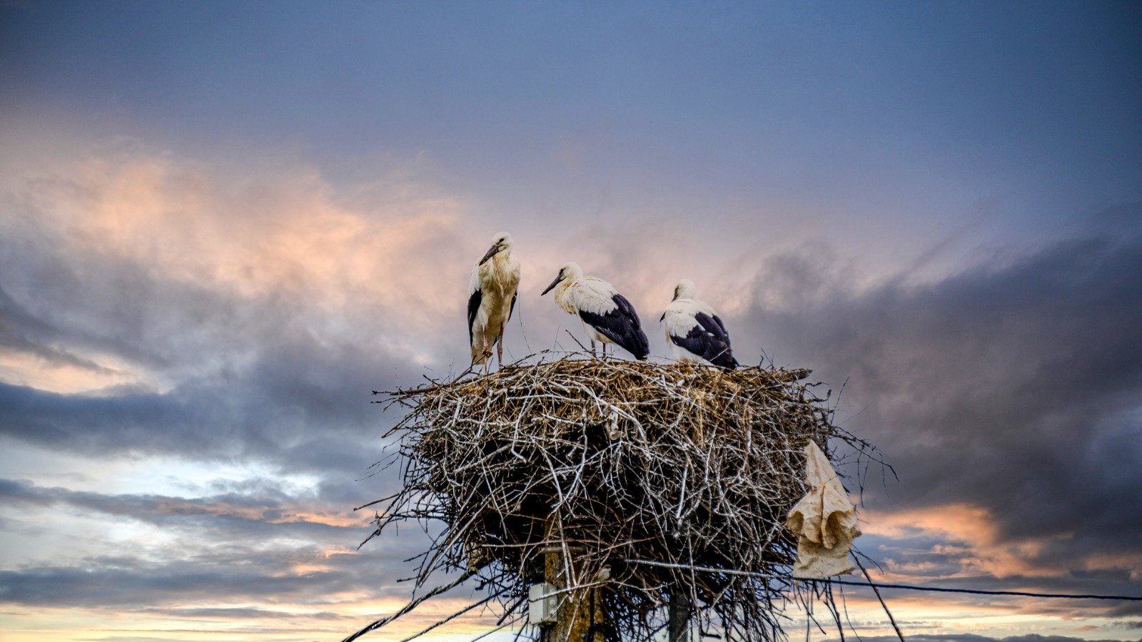 Nido de cigüeñas hecho con materiales plásticos mezclados con ramas