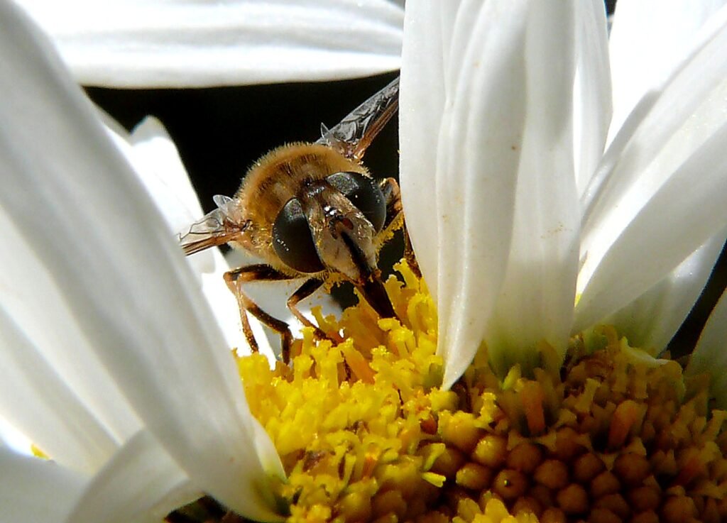 Abeja recolectando polen