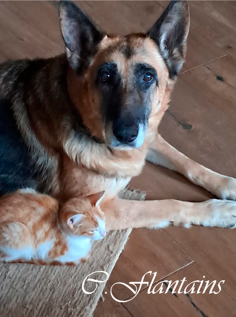 Un perro y un gato juntos sobre una alfombra en el suelo