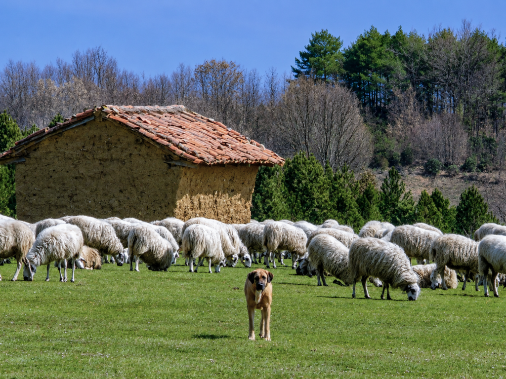 Perro pastor con ovejas