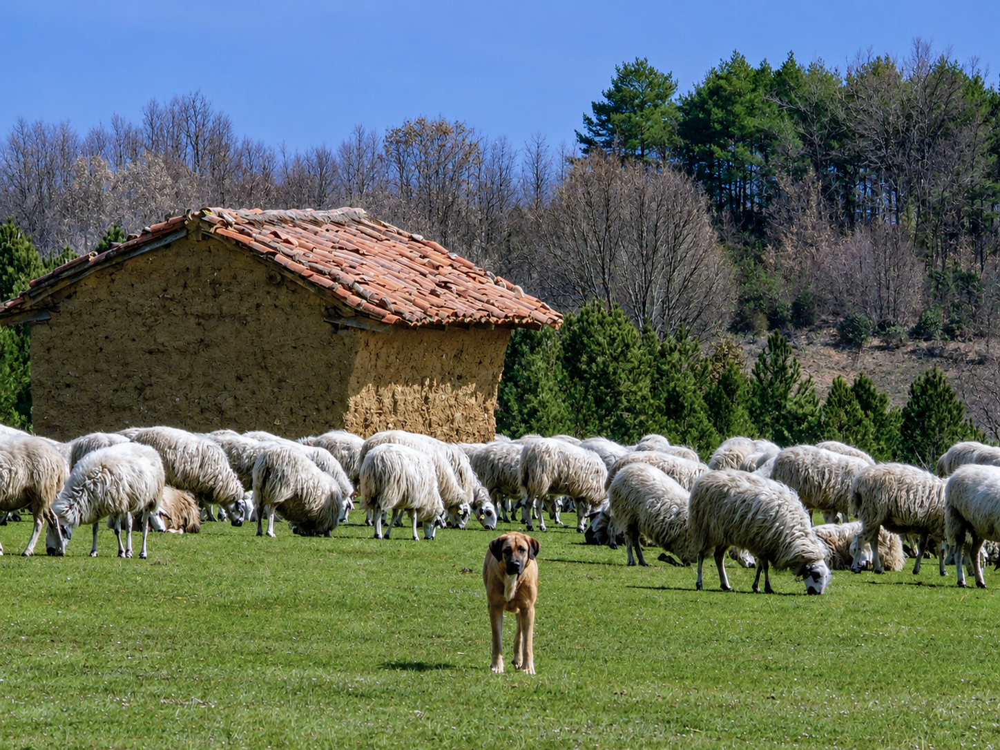 Perro pastor con ovejas