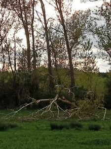 Árboles en un bosque