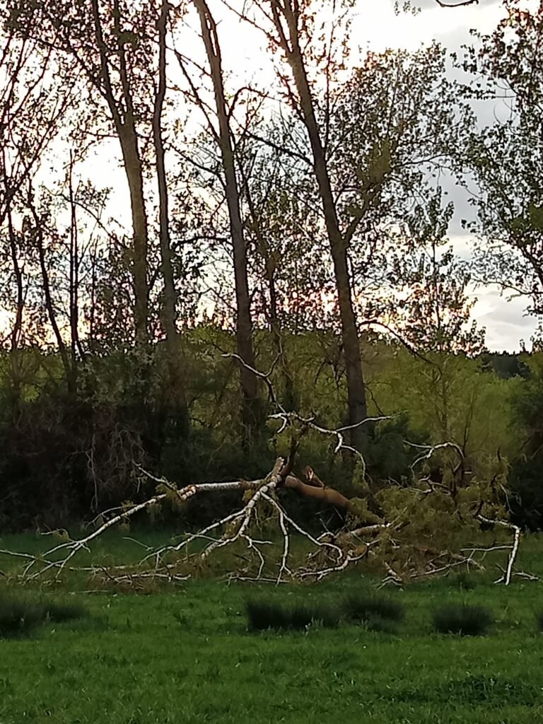 Árboles en un bosque