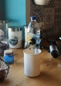 Golondrina sobre una taza en una cocina de pueblo