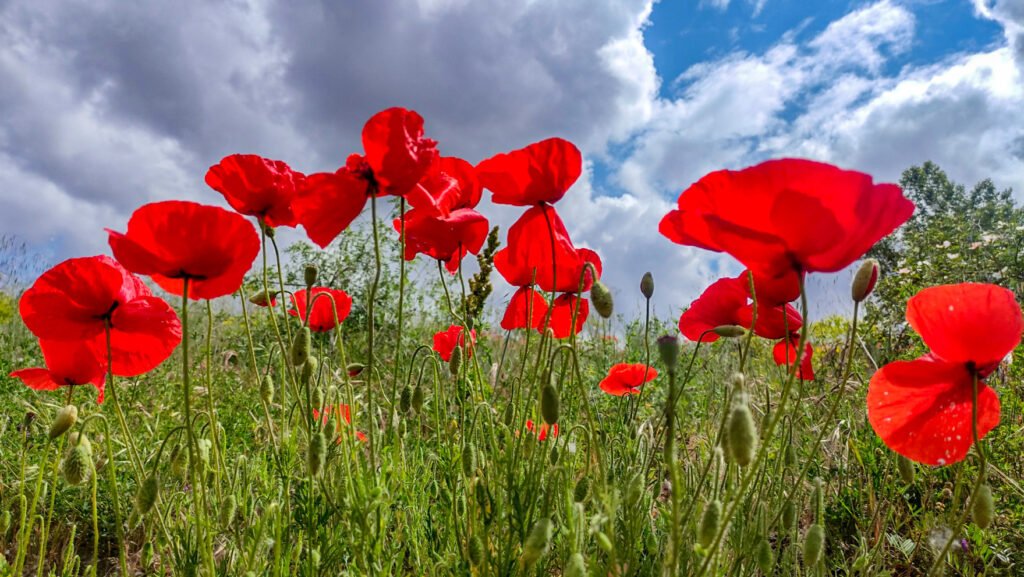 campo de amapolas