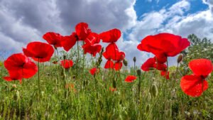 campo de amapolas