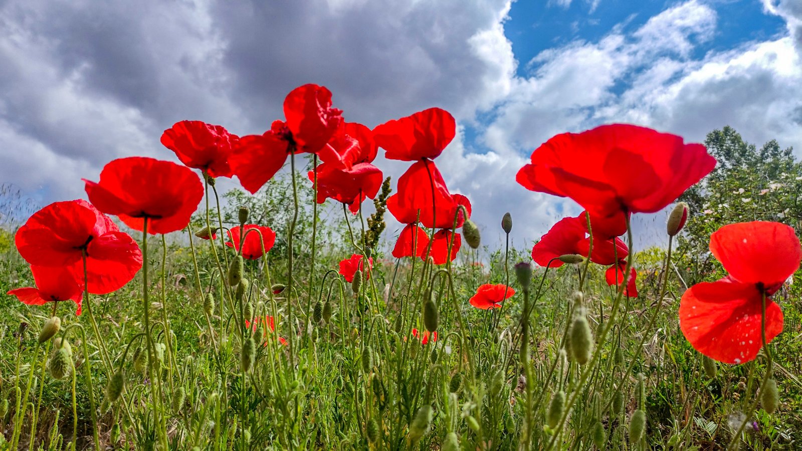 campo de amapolas