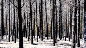 Bosque quemado