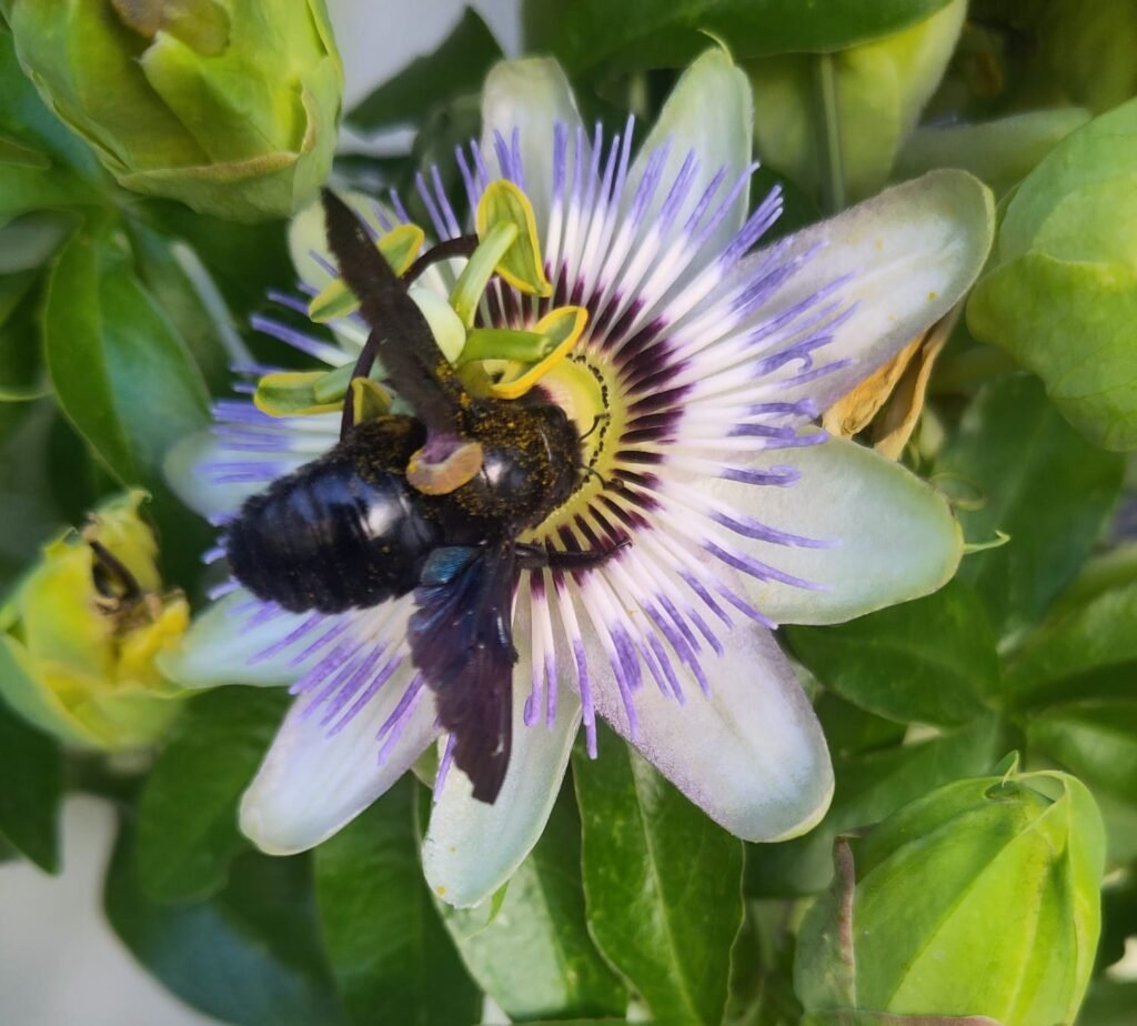 abejorro sobre una flor
