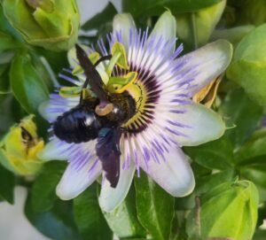 abejorro sobre una flor